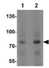 Western blot - Anti-Keap1 antibody - C-terminal (AB189952), expandable thumbnail