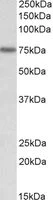 Western blot - Anti-Keap1 antibody - N-terminal (AB166721)