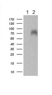 Western blot - Anti-Keap1 antibody [OTI1B4] (AB119403)
