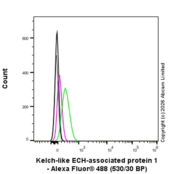 Flow Cytometry (Intracellular) - Anti-Kelch-like ECH-associated protein 1 antibody [EPR31136-529] (AB326338)
