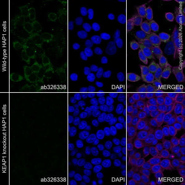 Immunocytochemistry/ Immunofluorescence - Anti-Kelch-like ECH-associated protein 1 antibody [EPR31136-529] (AB326338)