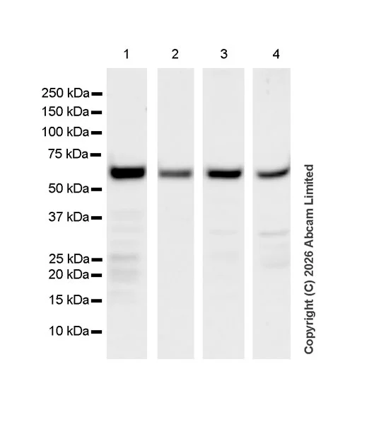 Western blot - Anti-Kelch-like ECH-associated protein 1 antibody [EPR31136-529] (AB326338)