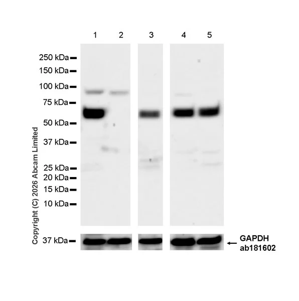Western blot - Anti-Kelch-like ECH-associated protein 1 antibody [EPR31136-529] - BSA and Azide free (AB326341)
