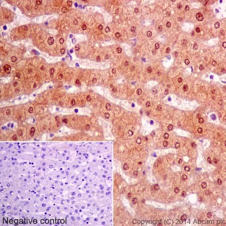 Immunohistochemistry (Formalin/PFA-fixed paraffin-embedded sections) - Anti-ketohexokinase antibody [EPR15847] (AB197593)