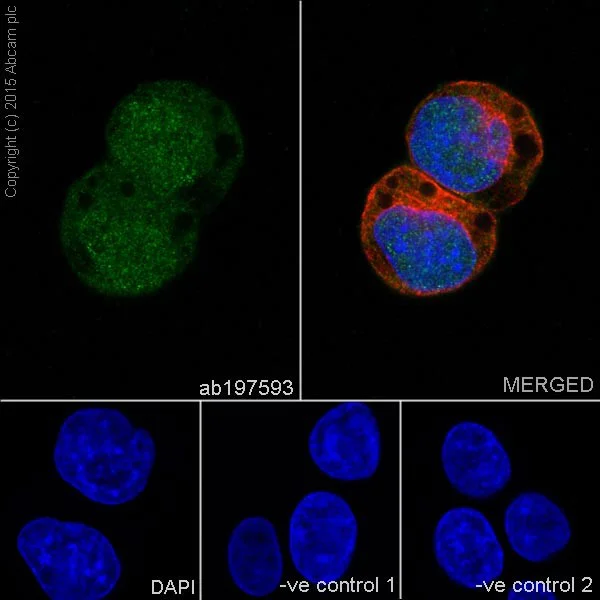 Immunocytochemistry/ Immunofluorescence - Anti-ketohexokinase antibody [EPR15847] - BSA and Azide free (AB240343)