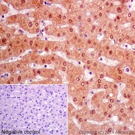 Immunohistochemistry (Formalin/PFA-fixed paraffin-embedded sections) - Anti-ketohexokinase antibody [EPR15847] - BSA and Azide free (AB240343)