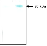 Western blot - Anti-KEX2 protease antibody [3B5] (AB34772)