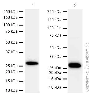 Western blot - Anti-KGF/FGF-7 antibody [EPR7261] (AB131162)