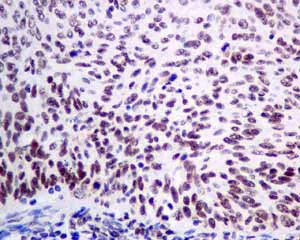 Immunohistochemistry (Formalin/PFA-fixed paraffin-embedded sections) - Anti-KHSRP antibody [EPR9865] - BSA and Azide free (AB248928)