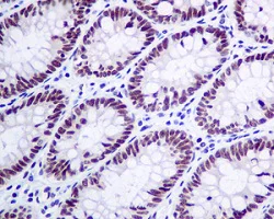 Immunohistochemistry (Formalin/PFA-fixed paraffin-embedded sections) - Anti-KHSRP antibody [EPR9865] - BSA and Azide free (AB248928)