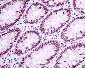 Immunohistochemistry (Formalin/PFA-fixed paraffin-embedded sections) - Anti-KHSRP antibody [EPR9865] - BSA and Azide free (AB248928)