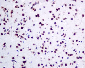 Immunohistochemistry (Formalin/PFA-fixed paraffin-embedded sections) - Anti-KHSRP antibody [EPR9865] - BSA and Azide free (AB248928)