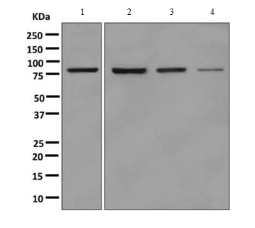 Western blot - Anti-KHSRP antibody [EPR9865] - BSA and Azide free (AB248928)