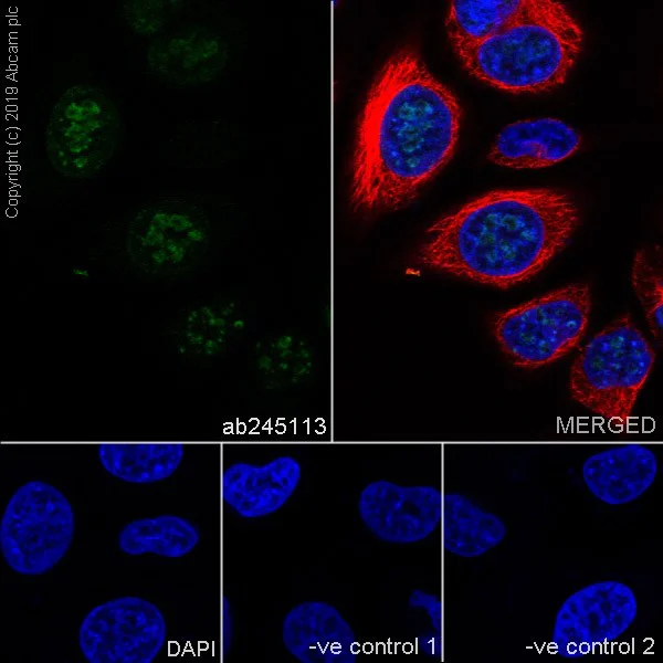 Immunocytochemistry/ Immunofluorescence - Anti-Ki67 antibody [37C7-12] (AB245113)