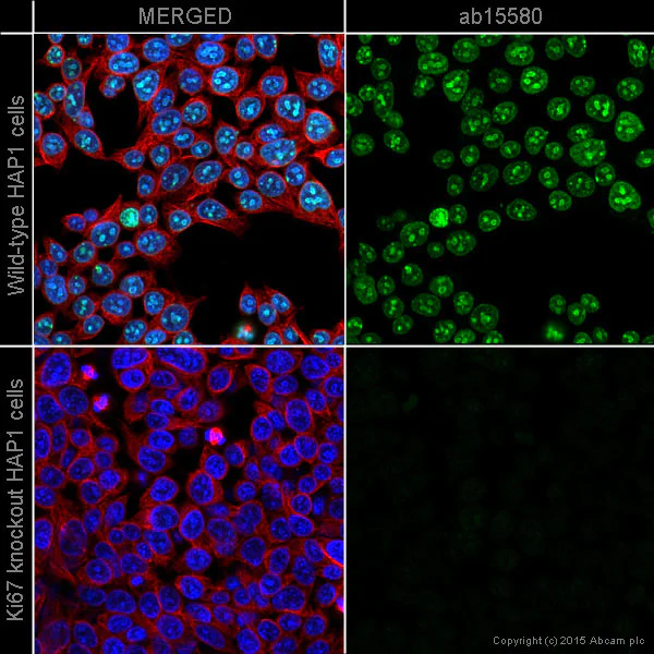 Immunocytochemistry/ Immunofluorescence - Anti-Ki67 antibody (AB15580)