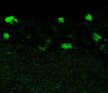 アレルギー Anti-Citrate synthetase antibody [EPR8067] 20 ul size