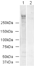 Western blot - Anti-Ki67 antibody (AB15580)