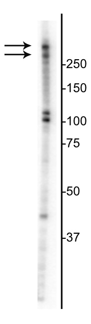 Western blot - Anti-Ki67 antibody (AB254123), expandable thumbnail