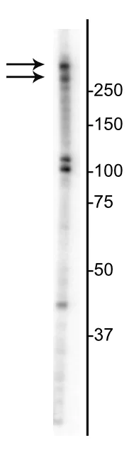 Western blot - Anti-Ki67 antibody (AB254123)