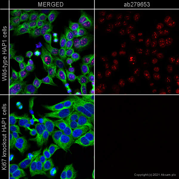 Immunocytochemistry/ Immunofluorescence - Anti-Ki67 antibody [B56] - BSA and Azide free (AB279657)