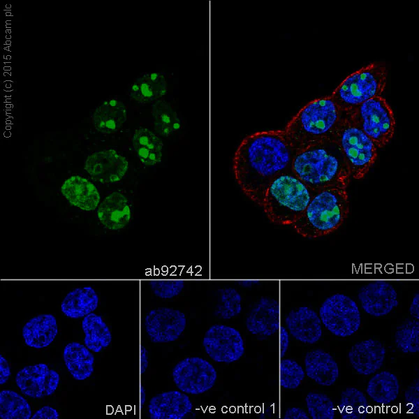 Immunocytochemistry/ Immunofluorescence - Anti-Ki67 antibody [EPR3610] (AB92742)