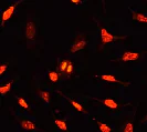 Immunocytochemistry/ Immunofluorescence - Anti-Ki67 antibody [EPR3610] (AB92742)