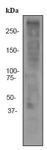 Western blot - Anti-Ki67 antibody [EPR3610] (AB92742)