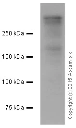 Western blot - Anti-Ki67 antibody [EPR3610] (AB92742)