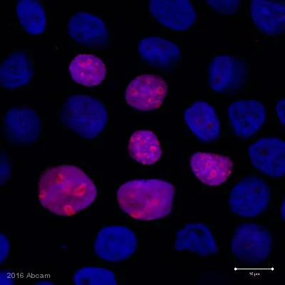 Immunocytochemistry/ Immunofluorescence - Anti-Ki67 antibody [EPR3610] - BSA and Azide free (AB209897)