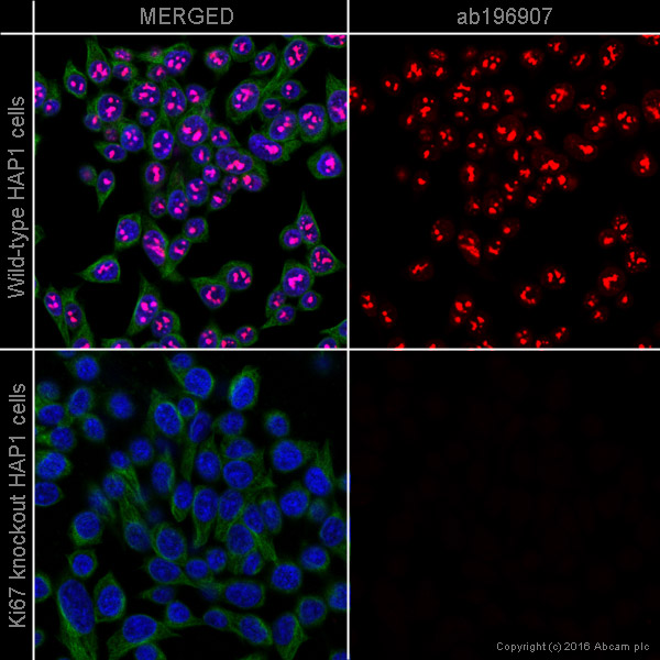 Immunocytochemistry/ Immunofluorescence - Anti-Ki67 antibody [EPR3610] - BSA and Azide free (AB209897), expandable thumbnail