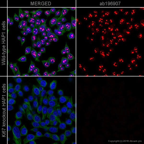 Immunocytochemistry/ Immunofluorescence - Anti-Ki67 antibody [EPR3610] - BSA and Azide free (AB209897)
