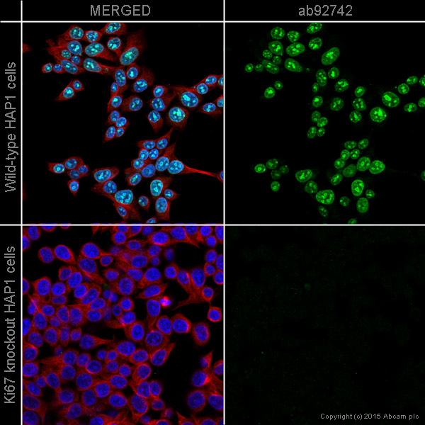 Immunocytochemistry/ Immunofluorescence - Anti-Ki67 antibody [EPR3610] - BSA and Azide free (AB209897), expandable thumbnail
