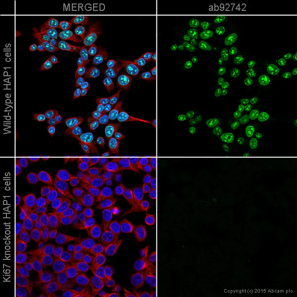 Immunocytochemistry/ Immunofluorescence - Anti-Ki67 antibody [EPR3610] - BSA and Azide free (AB209897)