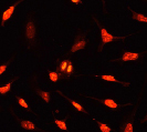 Immunocytochemistry/ Immunofluorescence - Anti-Ki67 antibody [EPR3610] - BSA and Azide free (ab209897), expandable thumbnail