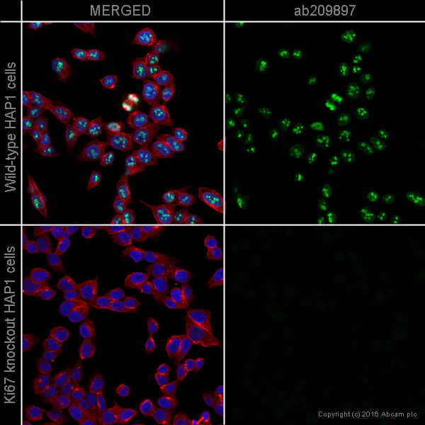 Immunocytochemistry/ Immunofluorescence - Anti-Ki67 antibody [EPR3610] - BSA and Azide free (AB209897)