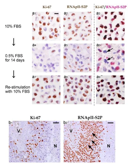 アレルギー アレロック錠5の通販【郵送可能】｜大阪（梅田・本町）の零売