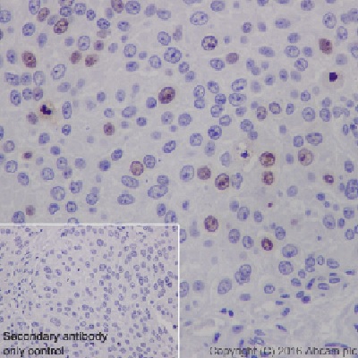 Anti-Ki67 antibody [EPR3610] - BSA and Azide free (ab209897