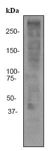 Western blot - Anti-Ki67 antibody [EPR3610] - BSA and Azide free (ab209897), expandable thumbnail