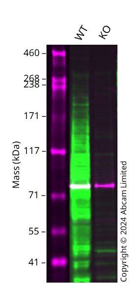 Western blot - Anti-Ki67 antibody [EPR3610] - BSA and Azide free (ab209897), expandable thumbnail