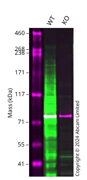 Western blot - Anti-Ki67 antibody [EPR3610] - BSA and Azide free (AB209897)