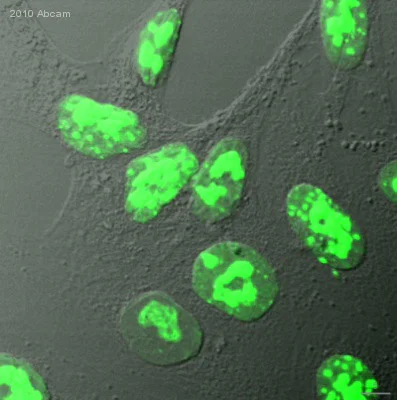 Immunocytochemistry/ Immunofluorescence - Anti-Ki67 antibody [SP6] (AB16667)