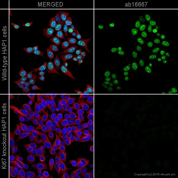 Immunocytochemistry/ Immunofluorescence - Anti-Ki67 antibody [SP6] - BSA and Azide free (AB197547)