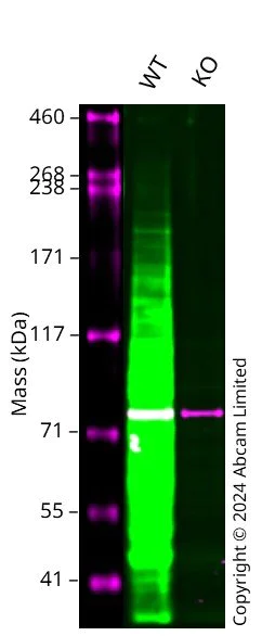 Western blot - Anti-Ki67 antibody [SP6] - BSA and Azide free (AB197547)