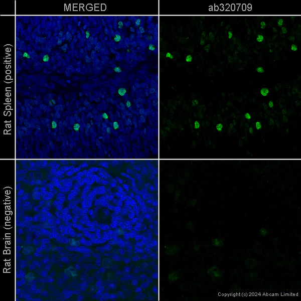Anti-Ki67 [SP6] – Chicken IgY (Chimeric) (ab320709) | Abcam