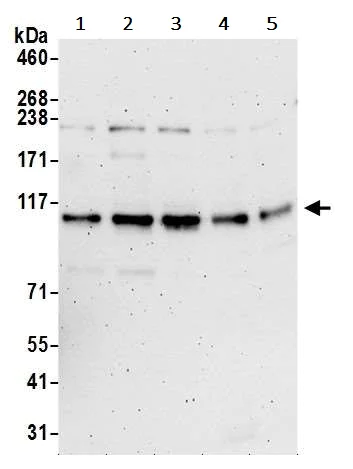 Western blot - Anti-KIAA0090 antibody (AB242090)