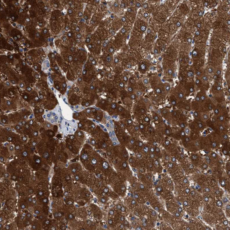 Immunohistochemistry (Formalin/PFA-fixed paraffin-embedded sections) - Anti-KIAA0195 antibody (AB121280)