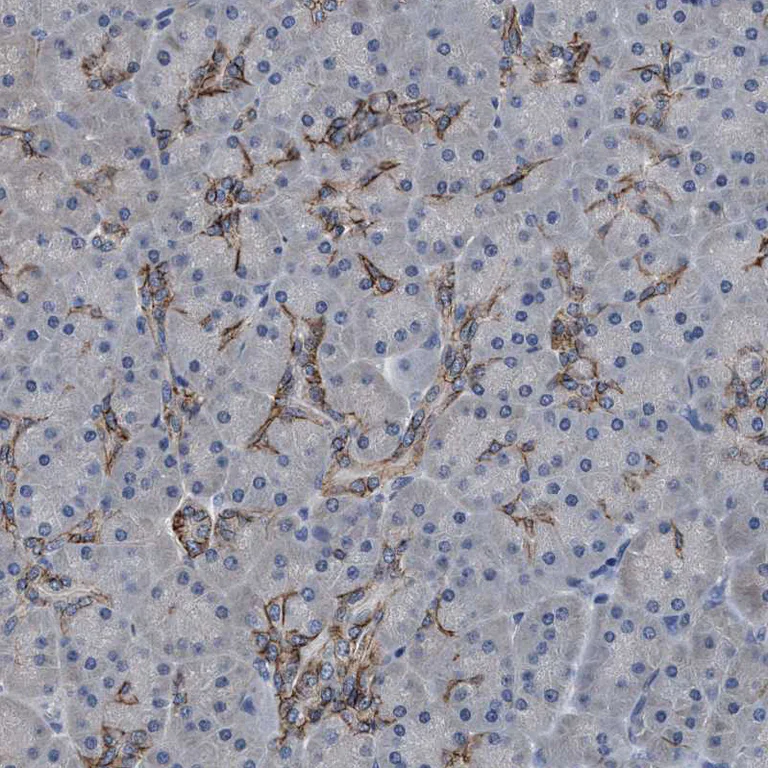 Immunohistochemistry (Formalin/PFA-fixed paraffin-embedded sections) - Anti-KIAA0195 antibody (AB121280)