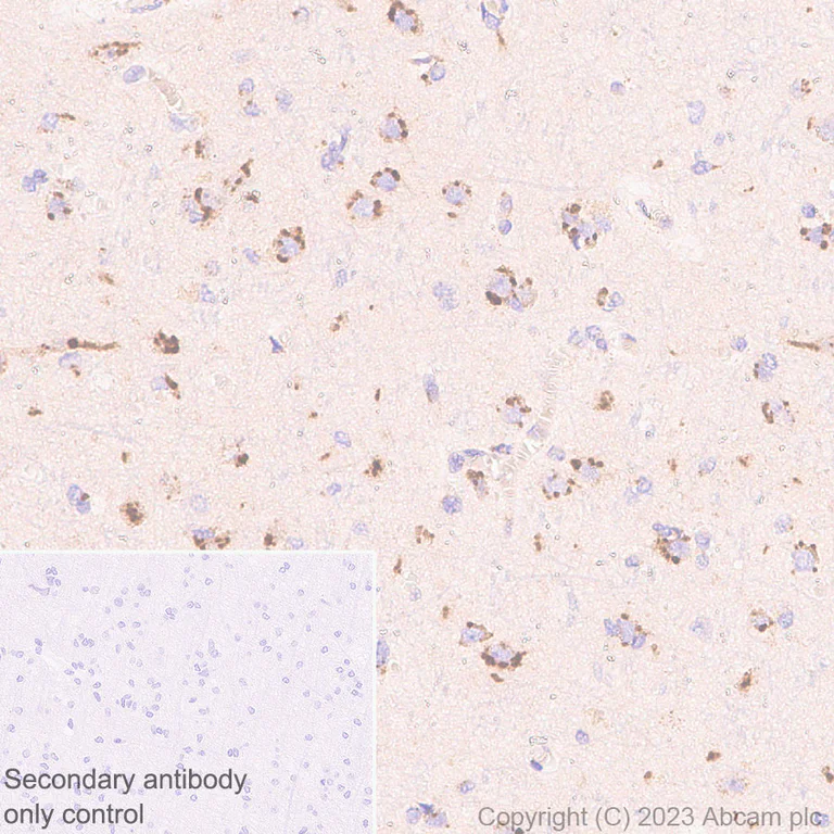 Immunohistochemistry (Formalin/PFA-fixed paraffin-embedded sections) - Anti-KIAA0319L antibody [EPR28329-62] (AB315027)