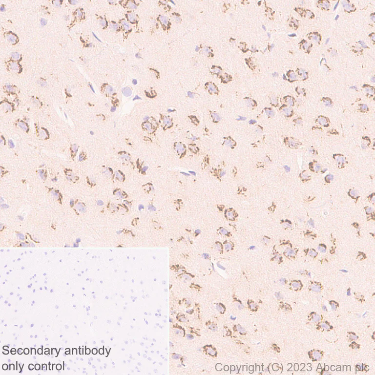 Immunohistochemistry (Formalin/PFA-fixed paraffin-embedded sections) - Anti-KIAA0319L antibody [EPR28329-62] (AB315027)