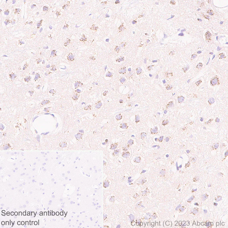 Immunohistochemistry (Formalin/PFA-fixed paraffin-embedded sections) - Anti-KIAA0319L antibody [EPR28329-62] (AB315027)